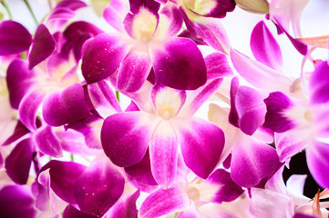 Orchid flower in garden, Thai orchids. Cymbidium hybrids Orchids, for postcard beauty and...