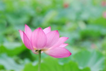 blooming lotus flower in summer pond with green leaves as background