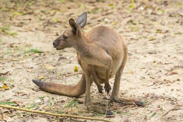 kangaroo is standing in the middle of a paddock © bennnn