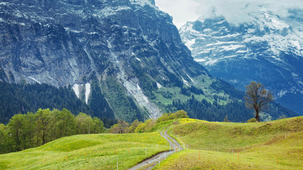 From Grindelwald in Bernese Alps: Alpine Meadows and the Eiger 