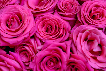 natural fresh roses background