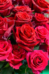 natural fresh roses background