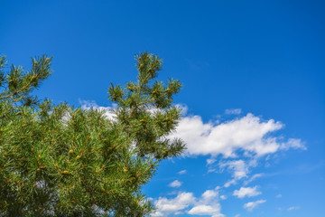 Obraz premium Pine tree branches on clouds and blue sky background