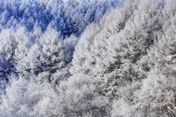 聖高原の霧氷