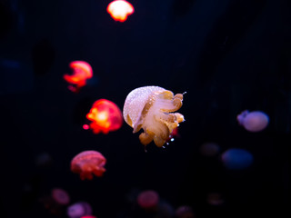 Close-up Jellyfish, Medusa in fish tank with neon light. Jellyfish is free-swimming marine coelenterate with a jellylike bell- or saucer-shaped body that is typically transparent.