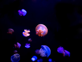 Close-up Jellyfish, Medusa in fish tank with neon light. Jellyfish is free-swimming marine coelenterate with a jellylike bell- or saucer-shaped body that is typically transparent.