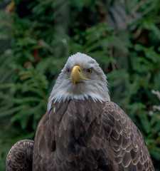 Iconic Portrait of an American Bald Eagle on a Branch