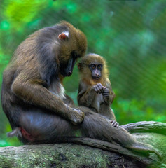 Colorful Fur on a  Baby and Mother Mandrill Monkeys in a Tree 
