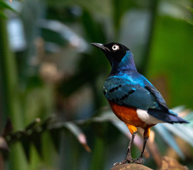 Deep Blue, Orange, and White Plumage on a Superb Starling on the Ground