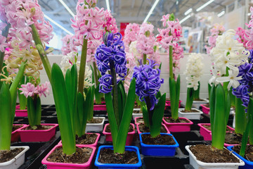 flowers hyacinths in pots on the shelf