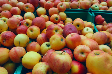 many juicy ripe apples on the counter in the store