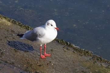 一羽のユリカモメが佇んでいる