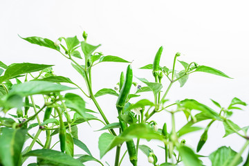 Chili pepper / green pepper growing on the pepper tree