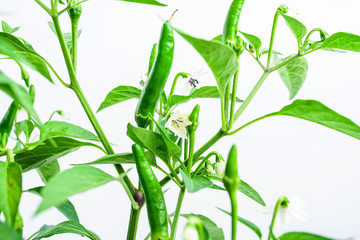 Chili pepper / green pepper growing on the pepper tree
