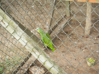 loro