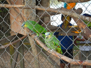 canarios pequeños