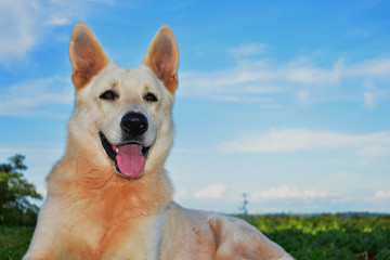 white dog