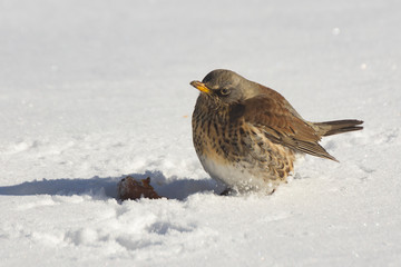 Bird thrush sitting in the snow