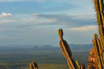 cactus in the landscape