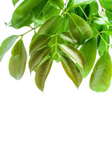Green lychee leaves on white background / lychee poster background material
