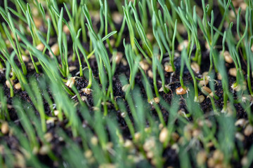 Sprouted oats.Green sprouted sprouts.Green grass. Close up