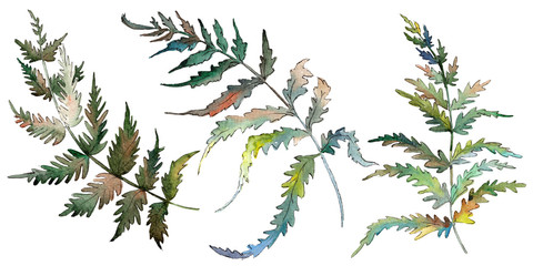 Fern Green leaf. Plant botanical garden floral foliage. Watercolor background set. Isolated fern illustration element. © yanushkov