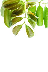 Green lychee leaves on white background / lychee poster background material