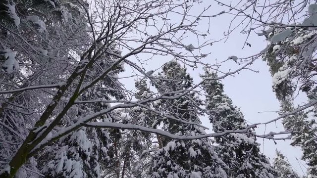 high picturesque snowy pines in calm forest in winter day, tilt up view, natural landscape in winter