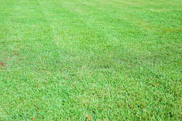 Green grass/lawn