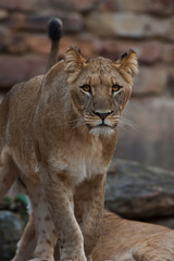 Obraz na płótnie Canvas Lion Prowl