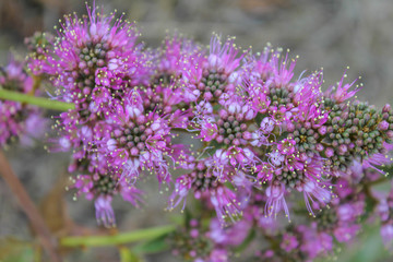 The soft blurred and soft focus surface texture of violet flower.