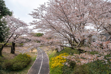 Fototapeta na wymiar Cherry blossom at Showa Kinen Koen park, Tokyo