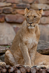 Young Male