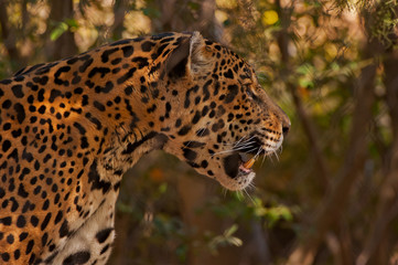 camouflaged leopard 