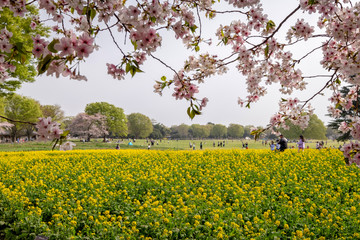 Obraz premium Tokyo, Japan - April 1 : the unidentified people go to picnic and relax under cherry blossom trees at Showa Kinen Koen park on April 1, 2018 in Tokyo, Japan.