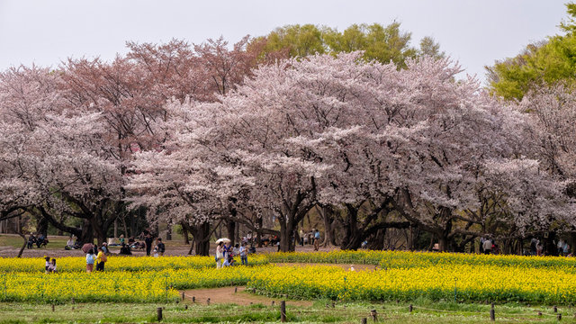Tokyo, Japan - April 1 : the unidentified people go to picnic and relax under cherry blossom trees at Showa Kinen Koen park on April 1, 2018 in Tokyo, Japan.
