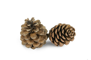 Beautiful pine cone isolated on white background.