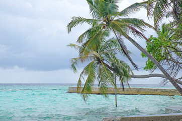 Fototapeta na wymiar green palm tree over water of the Indian Ocean a beautiful landscape