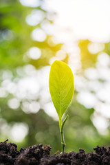 The seedling green sprout are growing in the soil with green bokeh background. Jackfruit seedling. The concept of nature growth, Business growth, Afforest, World environment day.