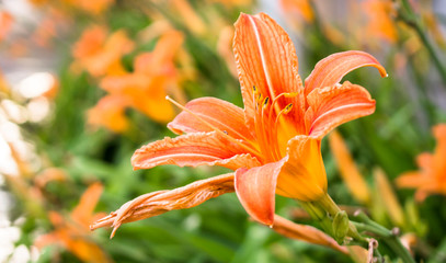 Orange lily in the garden