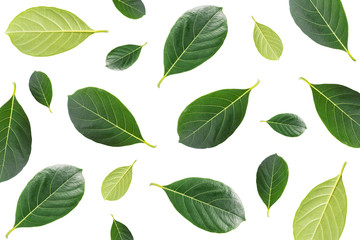 Layout design graphic several style of green leaf jackfruit tree isolated on white background....