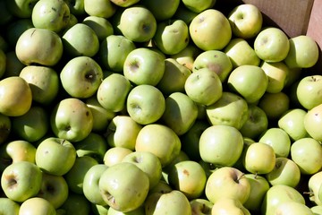 fresh green gala farm apples at a farmers market