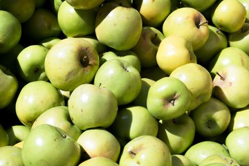 fresh green gala farm apples at a farmers market
