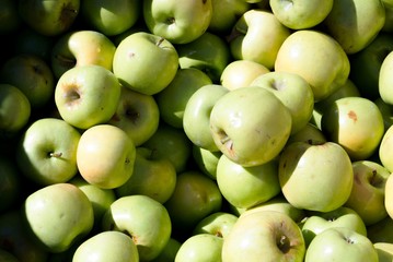 fresh green gala farm apples at a farmers market