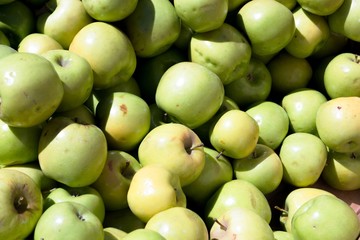 fresh green gala farm apples at a farmers market