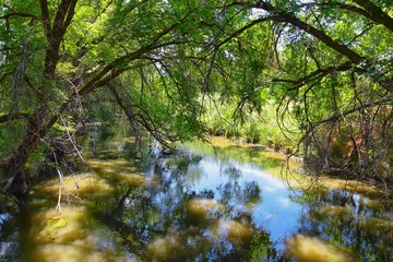Fototapeta na wymiar Views of Jordan River Trail with surrounding trees, Russian Olive, cottonwood and silt filled muddy water along the Wasatch Front Rocky Mountains, in Salt Lake City, Utah.