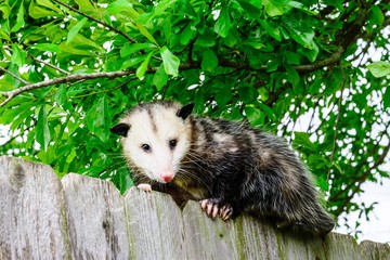 Grey and white opossum on a fence