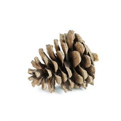 Beautiful pine cone isolated on white background.