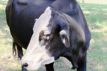 Obraz na płótnie Canvas black and white cow grazing on green grass under trees