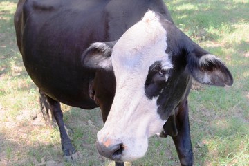 black and white cow grazing on green grass under trees